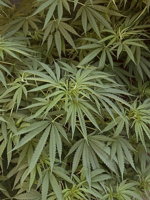 marianjuanaa OnlyFans - Free Access to 32 Videos & 49 Photos Onlyfans Free Access