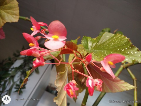 marrosslove OnlyFans - Free Access to 32 Videos & 132 Photos Onlyfans Free Access