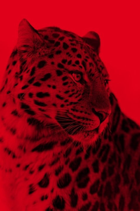 meekjaguar OnlyFans - Free Access to 32 Videos & 84 Photos Onlyfans Free Access