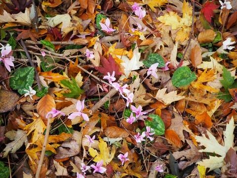 meimacky OnlyFans - Free Access to 32 Videos & 829 Photos Onlyfans Free Access