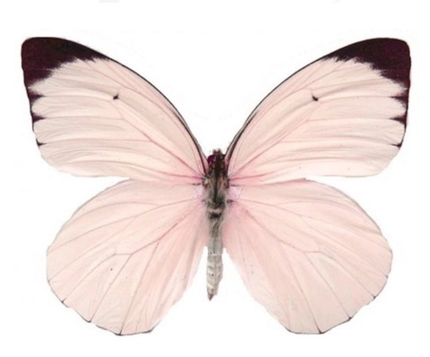 melaniixoxo OnlyFans - Free Access to 32 Videos & 49 Photos Onlyfans Free Access