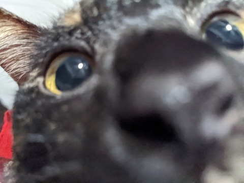 meowhegao OnlyFans - Free Access to 188 Videos & 935 Photos Onlyfans Free Access