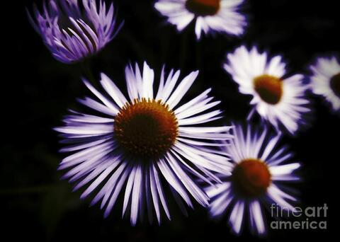 midnightdasies OnlyFans - Free Access to 32 Videos & 49 Photos Onlyfans Free Access