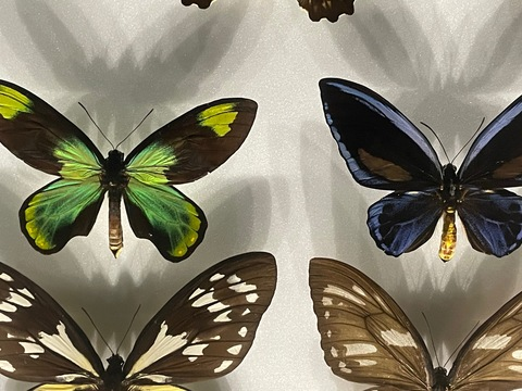 mojitsukitty OnlyFans - Free Access to 32 Videos & 49 Photos Onlyfans Free Access