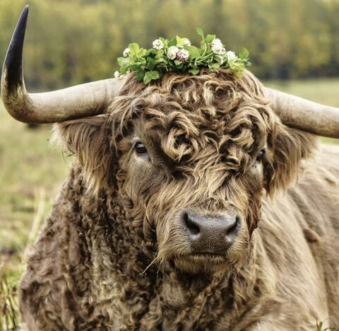 mooticulous OnlyFans - Free Access to 32 Videos & 49 Photos Onlyfans Free Access