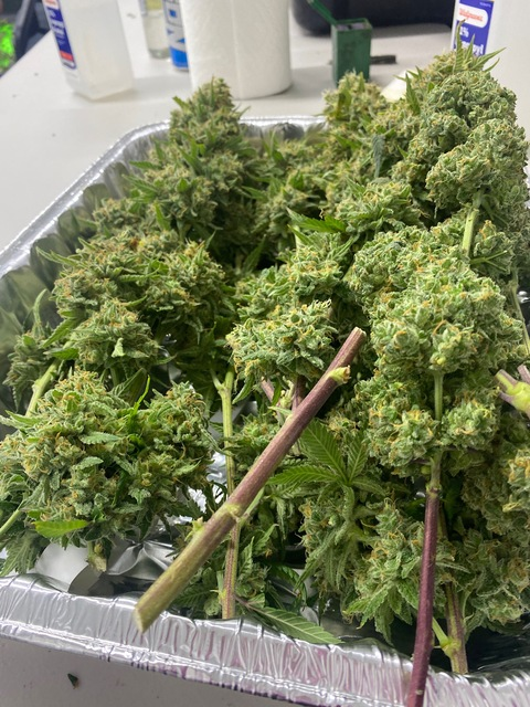 mpdimples OnlyFans - Free Access to 32 Videos & 49 Photos Onlyfans Free Access