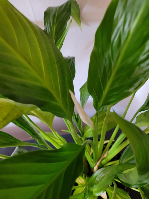 mr_plant_daddy OnlyFans - Free Access to 38 Videos & 146 Photos Onlyfans Free Access