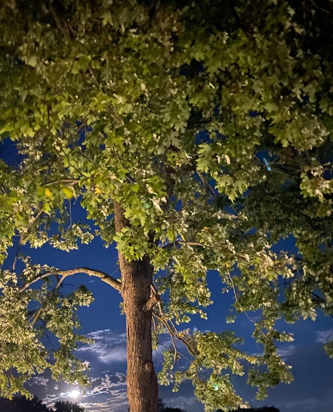 mslilyy OnlyFans - Free Access to 32 Videos & 49 Photos Onlyfans Free Access