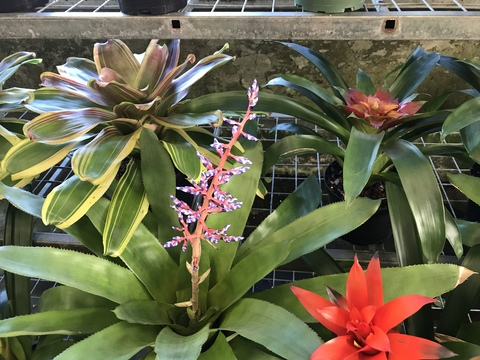 mtpocketz OnlyFans - Free Access to 32 Videos & 49 Photos Onlyfans Free Access