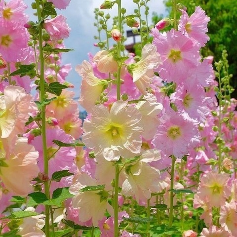 natalia.bloom OnlyFans Leaked Photos and Videos - FanforLeaks