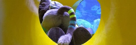 nexaferret OnlyFans - Free Access to 32 Videos & 49 Photos Onlyfans Free Access