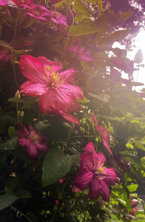 nnekanekro OnlyFans - Free Access to 32 Videos & 49 Photos Onlyfans Free Access