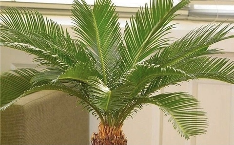 nsfwclubhouse OnlyFans - Free Access to 32 Videos & 49 Photos Onlyfans Free Access