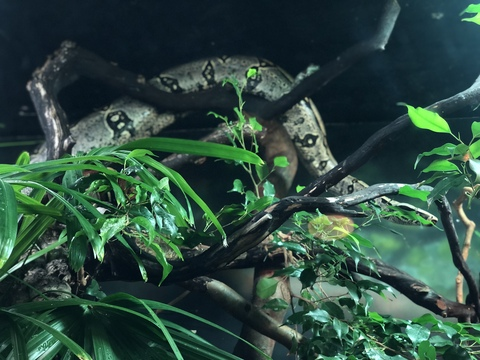 nsfwsiren OnlyFans - Free Access to 32 Videos & 49 Photos Onlyfans Free Access