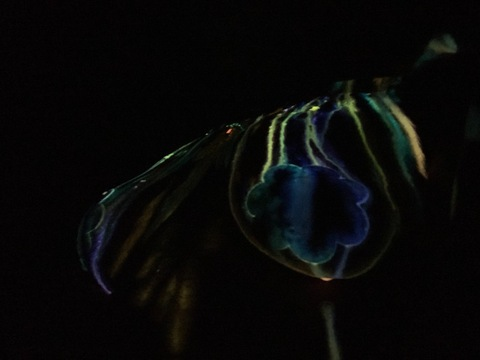 nymphnamedsiren OnlyFans - Free Access to 32 Videos & 49 Photos Onlyfans Free Access