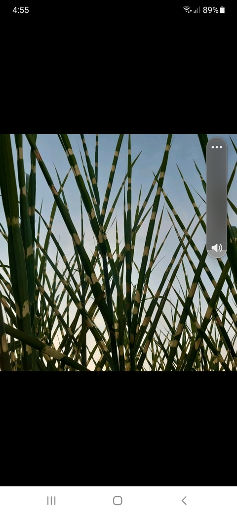 olaf035 OnlyFans - Free Access to 32 Videos & 49 Photos Onlyfans Free Access