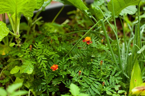 passiflorasecret OnlyFans - Free Access to 32 Videos & 554 Photos Onlyfans Free Access