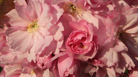 peachyypupper OnlyFans - Free Access to 32 Videos & 49 Photos Onlyfans Free Access