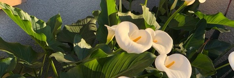 perly.vj OnlyFans - Free Access to 32 Videos & 49 Photos Onlyfans Free Access