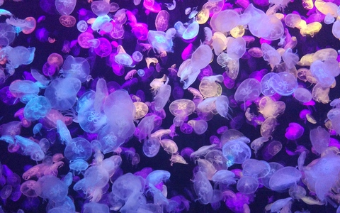 pinkumonsutta OnlyFans - Free Access to 32 Videos & 49 Photos Onlyfans Free Access