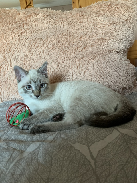 pisike OnlyFans - Free Access to 32 Videos & 49 Photos Onlyfans Free Access