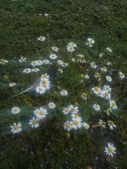 pixiedust9 OnlyFans - Free Access to 32 Videos & 49 Photos Onlyfans Free Access