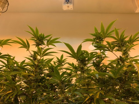 poisonivysmokes OnlyFans - Free Access to 46 Videos & 49 Photos Onlyfans Free Access