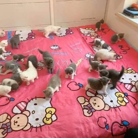 princesstyler OnlyFans - Free Access to 32 Videos & 49 Photos Onlyfans Free Access