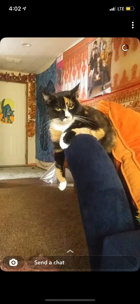 pssykatdoll OnlyFans - Free Access to 32 Videos & 49 Photos Onlyfans Free Access