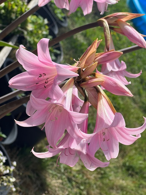 queen.kkay OnlyFans - Free Access to 32 Videos & 49 Photos Onlyfans Free Access