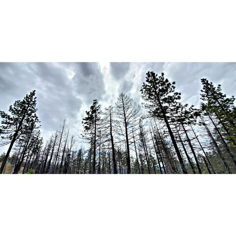 rainydawnpnw OnlyFans - Free Access to 32 Videos & 49 Photos Onlyfans Free Access