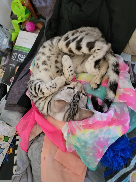 rayray508 OnlyFans - Free Access to 32 Videos & 49 Photos Onlyfans Free Access