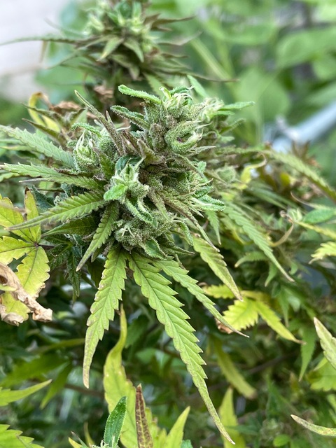 redhead_mommy_free OnlyFans - Free Access to 32 Videos & 49 Photos Onlyfans Free Access