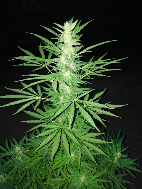 reezyaz OnlyFans - Free Access to 32 Videos & 61 Photos Onlyfans Free Access