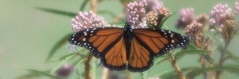 sapphicviolette OnlyFans - Free Access to 32 Videos & 49 Photos Onlyfans Free Access