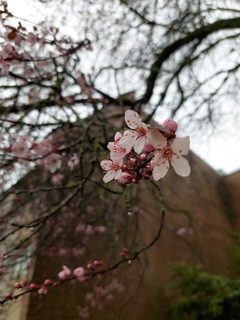 scarisscarlet OnlyFans - Free Access to 32 Videos & 49 Photos Onlyfans Free Access