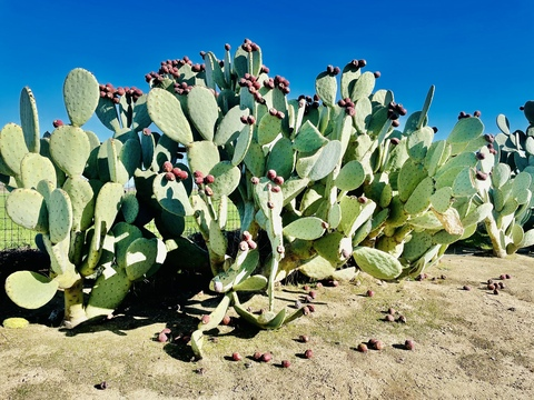 seeasouthernsweetie OnlyFans - Free Access to 32 Videos & 49 Photos Onlyfans Free Access