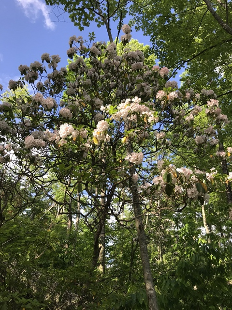 sherezaki2 OnlyFans - Free Access to 32 Videos & 99 Photos Onlyfans Free Access