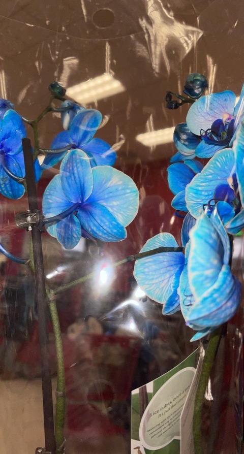 shyforever23 OnlyFans - Free Access to 32 Videos & 129 Photos Onlyfans Free Access