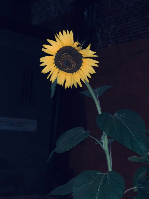 sin_rose OnlyFans - Free Access to 32 Videos & 49 Photos Onlyfans Free Access