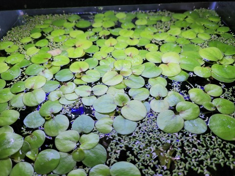 sloppysquid OnlyFans - Free Access to 32 Videos & 49 Photos Onlyfans Free Access