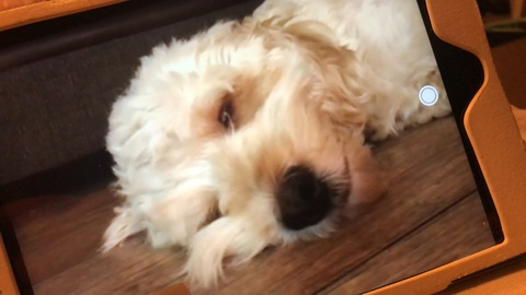 sophiesecrets69 OnlyFans - Free Access to 32 Videos & 49 Photos Onlyfans Free Access