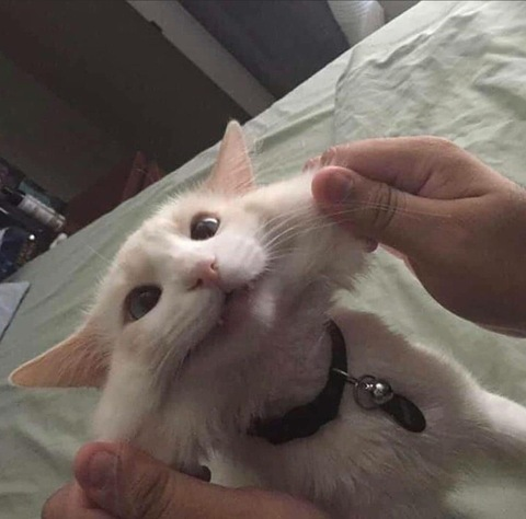 sophlainey OnlyFans - Free Access to 32 Videos & 49 Photos Onlyfans Free Access