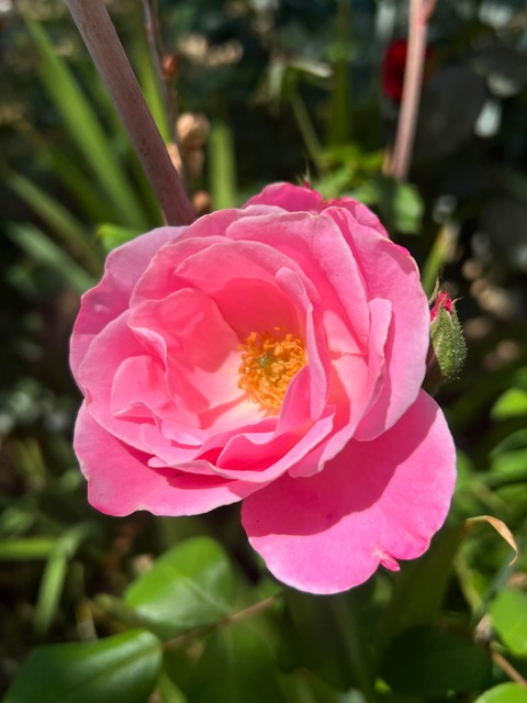 spankpetal OnlyFans - Free Access to 32 Videos & 83 Photos Onlyfans Free Access