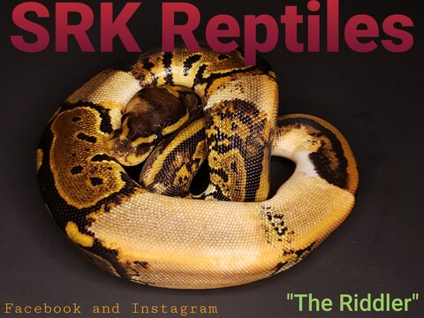 srk_reptiles OnlyFans - Free Access to 32 Videos & 104 Photos Onlyfans Free Access