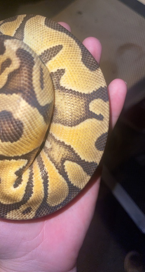 stonerkitten42069 OnlyFans - Free Access to 32 Videos & 122 Photos Onlyfans Free Access