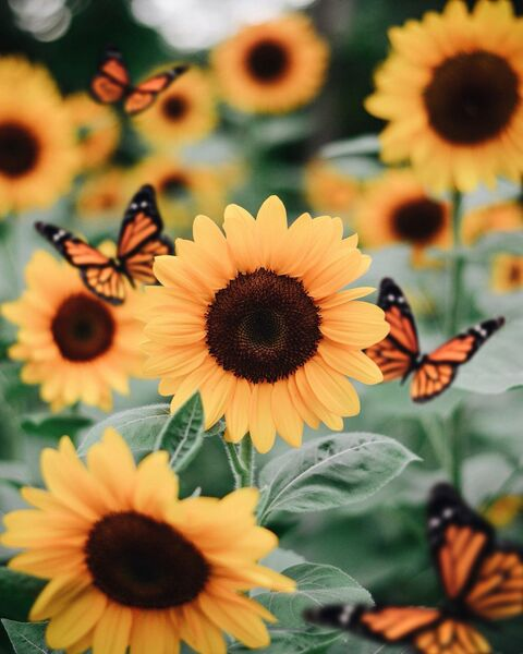 sunflower_sunset OnlyFans - Free Access to 32 Videos & 49 Photos Onlyfans Free Access