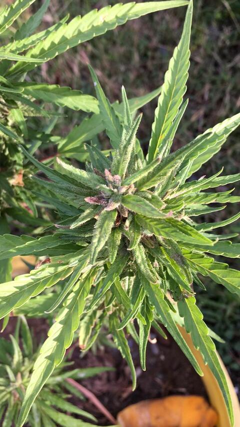 sweetestsin OnlyFans - Free Access to 32 Videos & 49 Photos Onlyfans Free Access