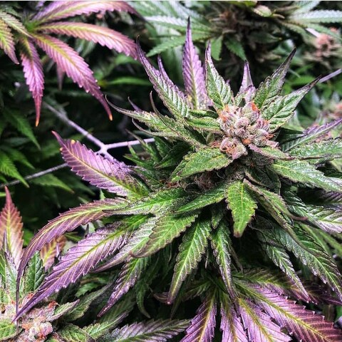 tombraydar OnlyFans - Free Access to 32 Videos & 129 Photos Onlyfans Free Access