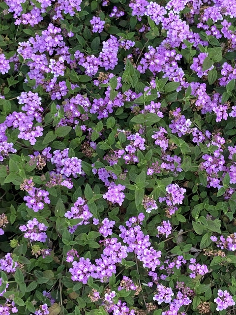 toothfae OnlyFans - Free Access to 32 Videos & 49 Photos Onlyfans Free Access